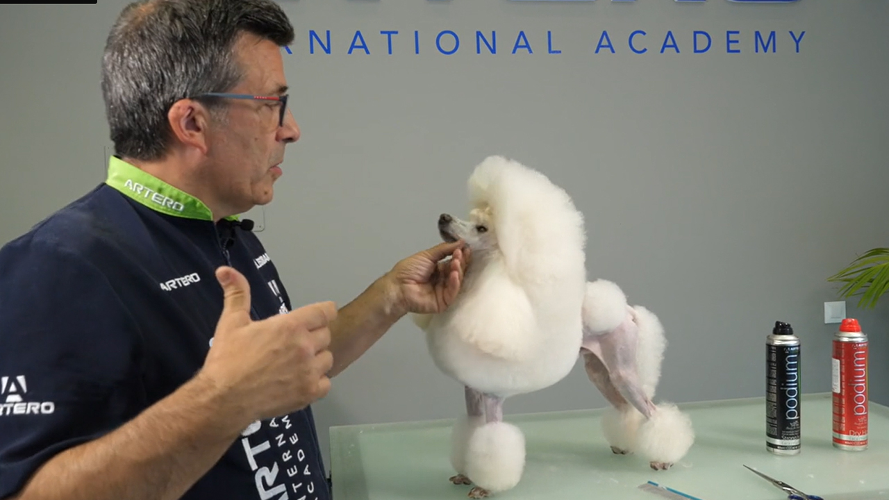 Caniche enano, Corte continental, Angel Esteban