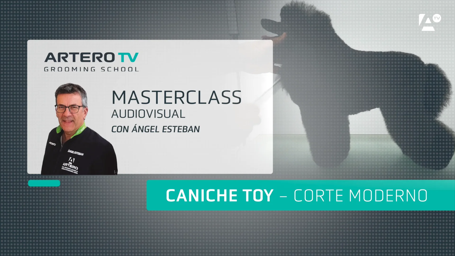 Caniche Toy Corte Moderno