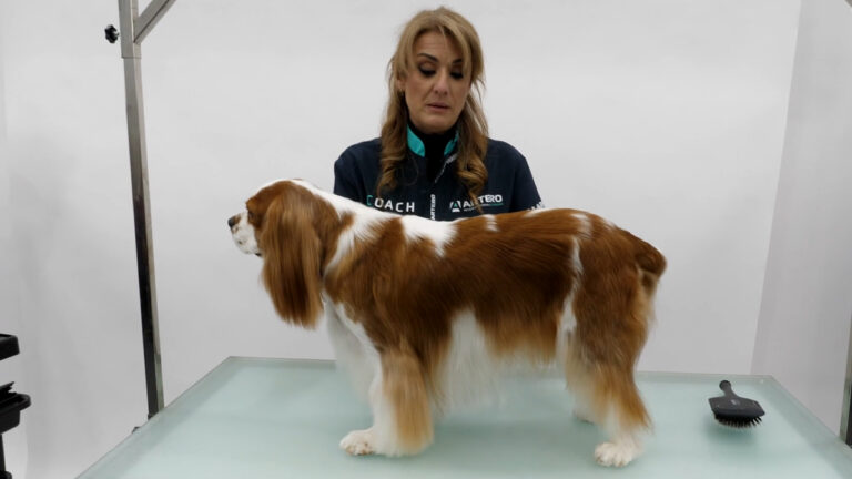 Cavalier King Charles