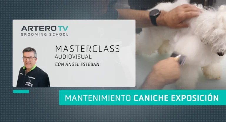 Mantenimiento de un Caniche Toy de Exposición