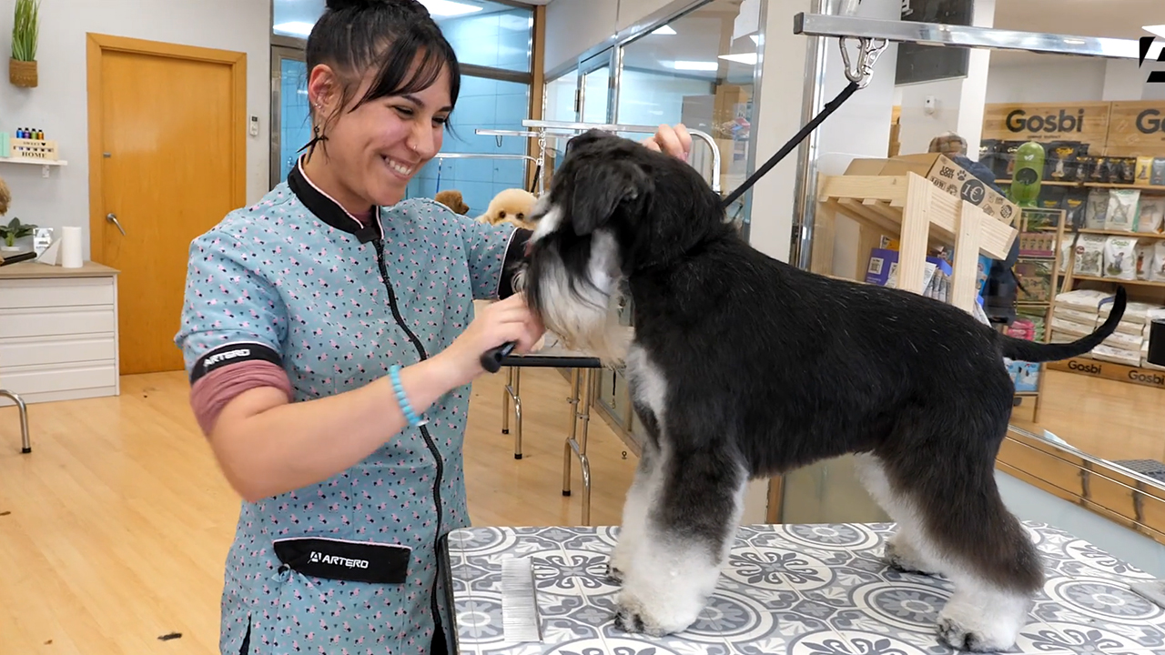 Schnauzer miniatura, Anna Martinez