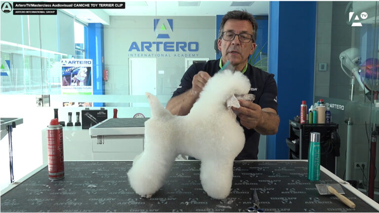 caniche toy, corte terrier clip,Angel Esteban