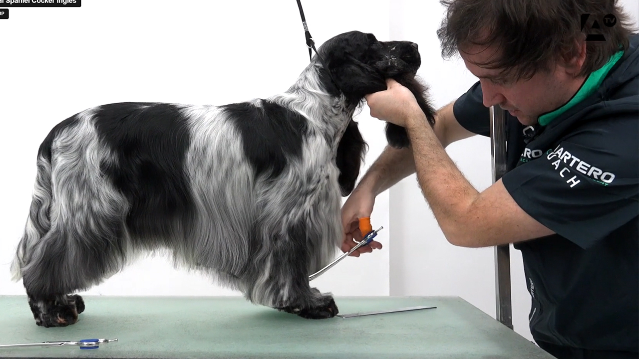 Cocker spaniel Ingles, Carlos Romera