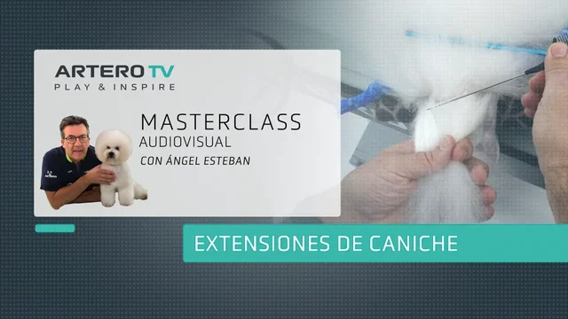 Colocación de extensiones en caniche