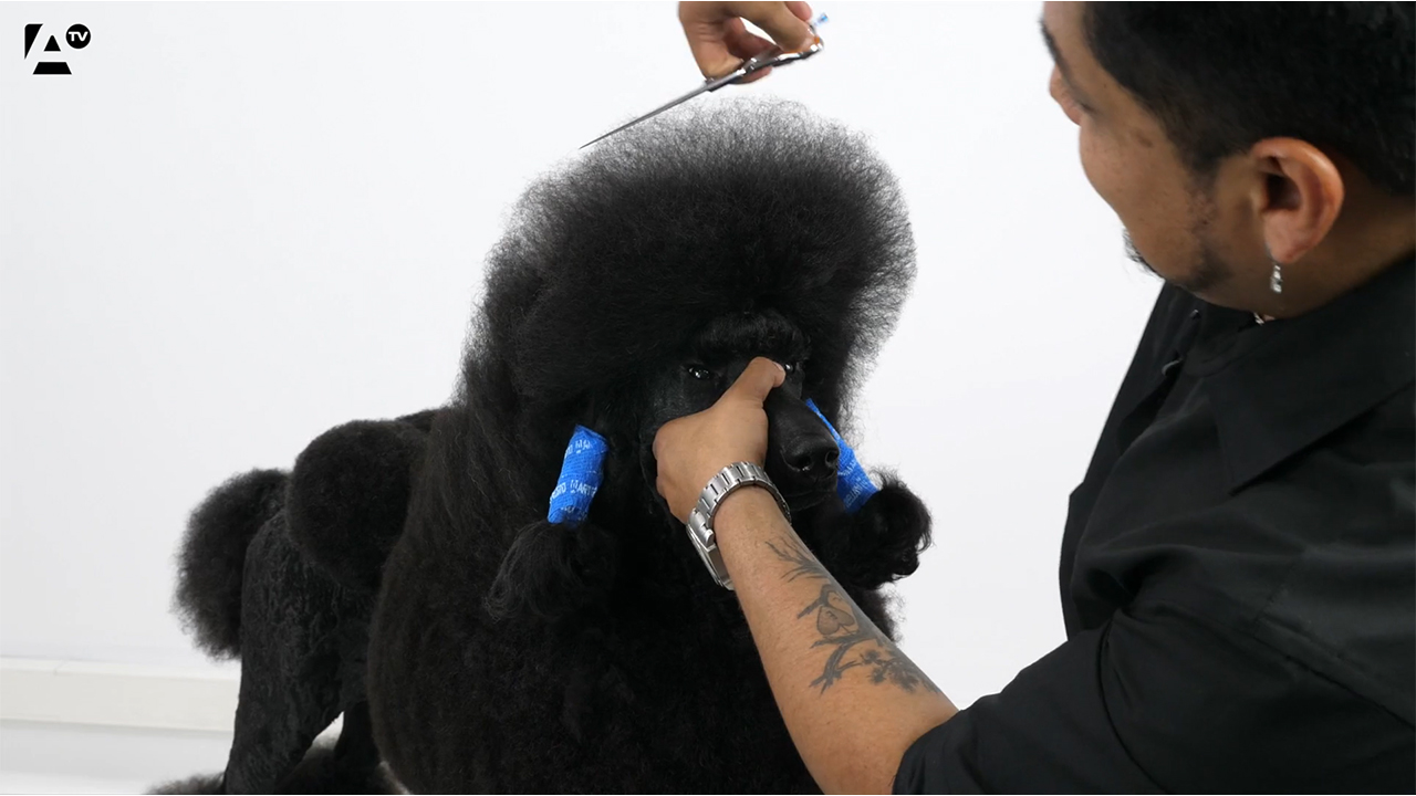 top knot caniche gigante, Elliot Hernandez