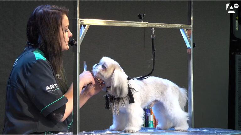 Shih Tzu, Xisca Martorell