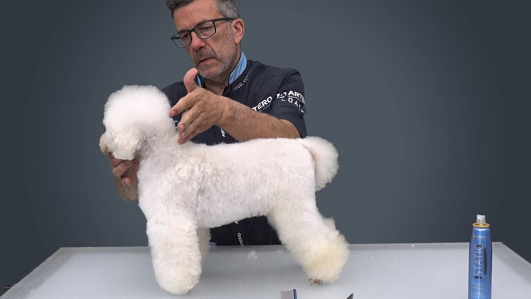 Caniche Enano Corte Comercial parte 2