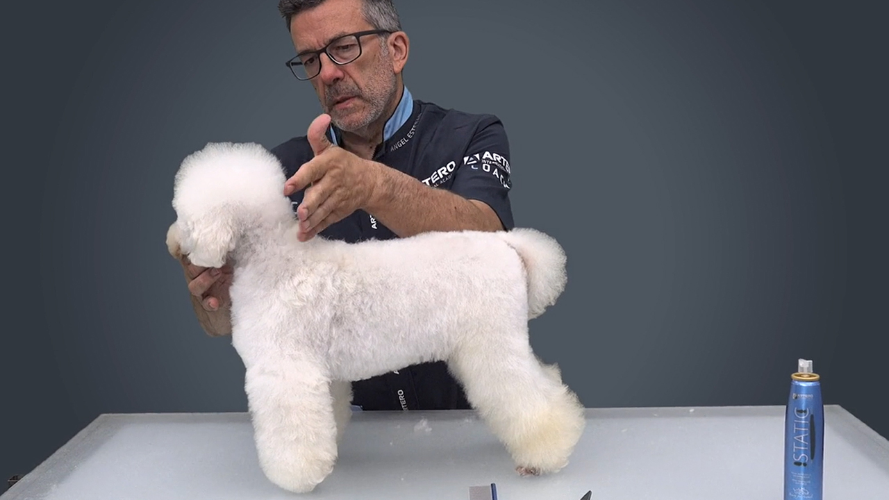 Caniche Enano Corte Comercial parte 2