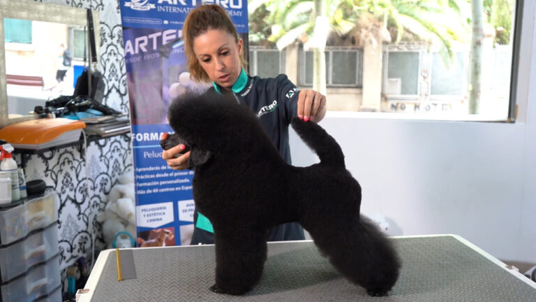 Caniche Enano Negro, Terrier Clip, MARINA MARTINEZ