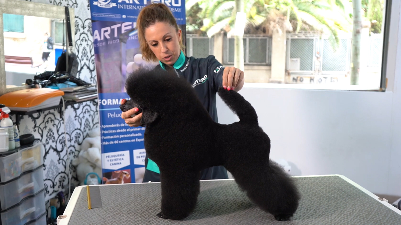 Caniche Enano Negro, Terrier Clip, MARINA MARTINEZ