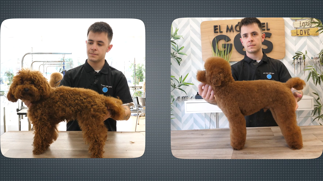 Caniche enano , Comercial, Marc Vazquez