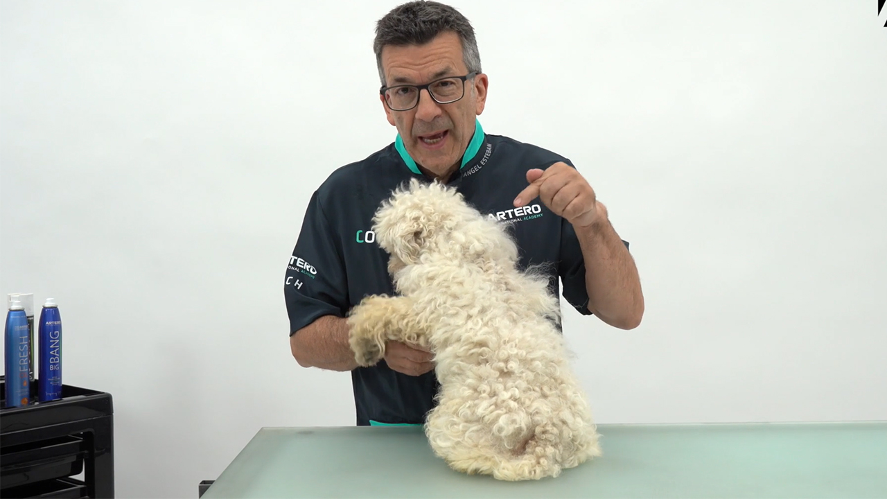 Caniche enano comercial parte 1, Angel Esteban