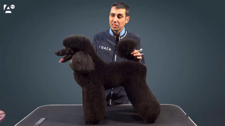 Caniche mediano, corte comercial, Jose Carramiñana