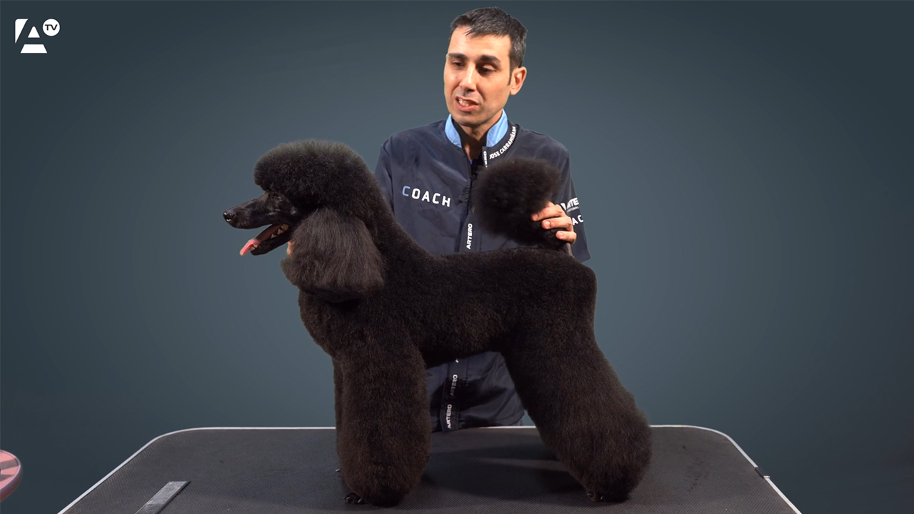 Caniche mediano, corte comercial, Jose Carramiñana