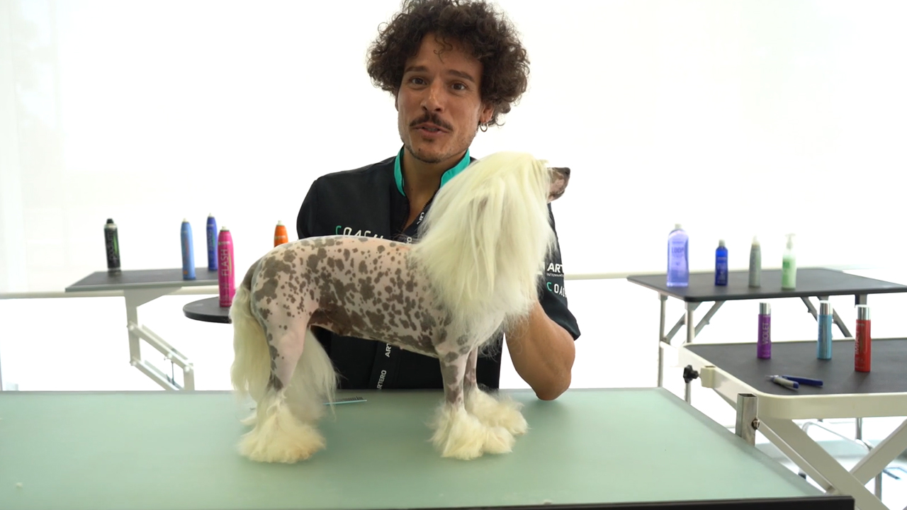 Crestado chino, Oriol Cuevas