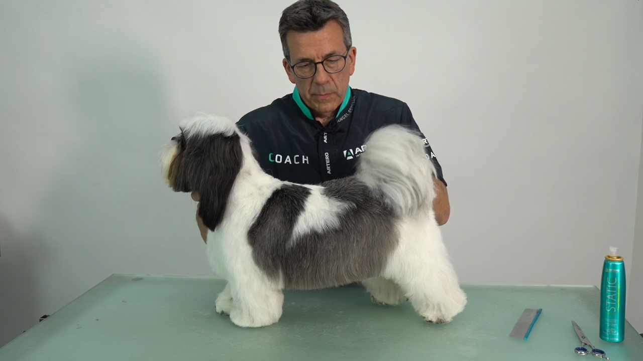 Shih Tzu, Comercial, Angel Esteban