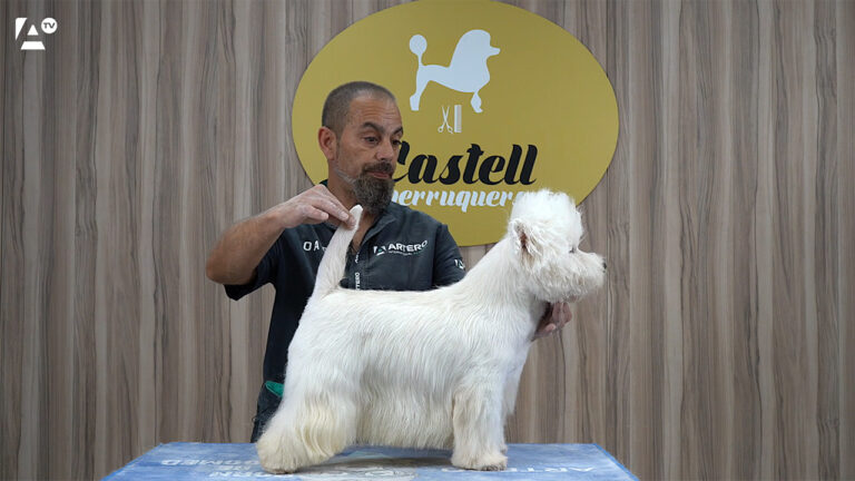 west highland whait terrier, Castell