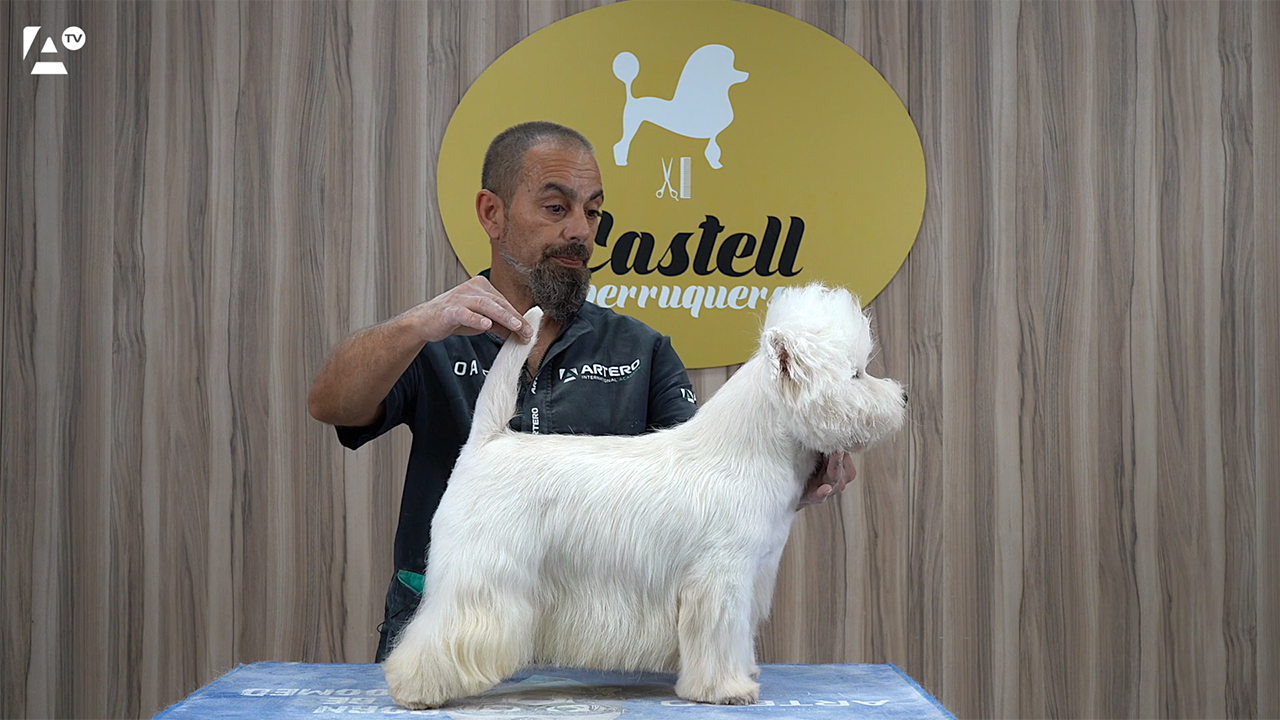 west highland whait terrier, Castell