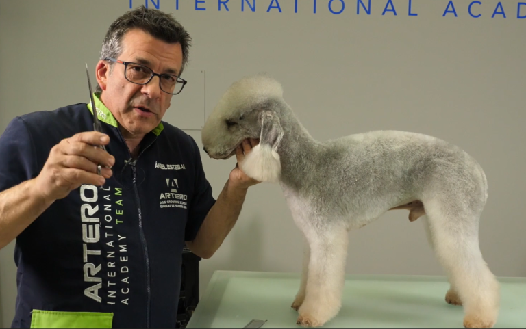 foto Bedlington